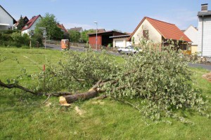 Die Reste unseres Baums